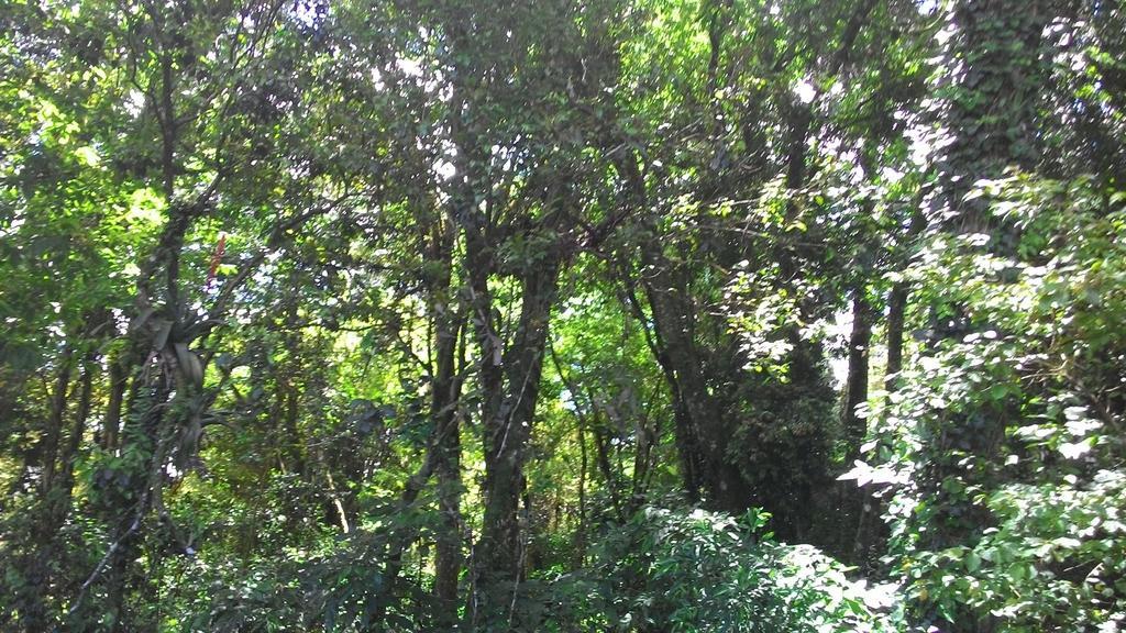 Chales Araucarias Da Serra Canela Room photo